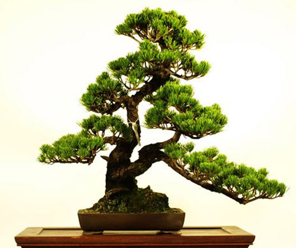Cây tùng bonsai còn gọi là tùng la hán