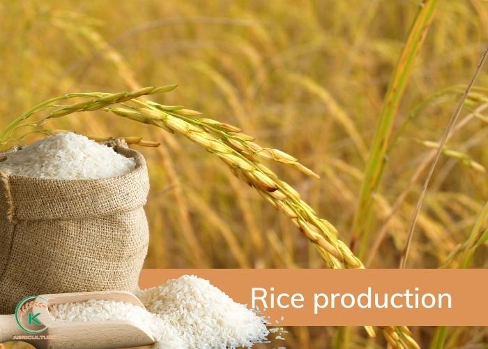 Vietnam-rice-export-to-Philippines-2
